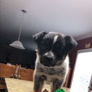 Meet your Posher, Alex